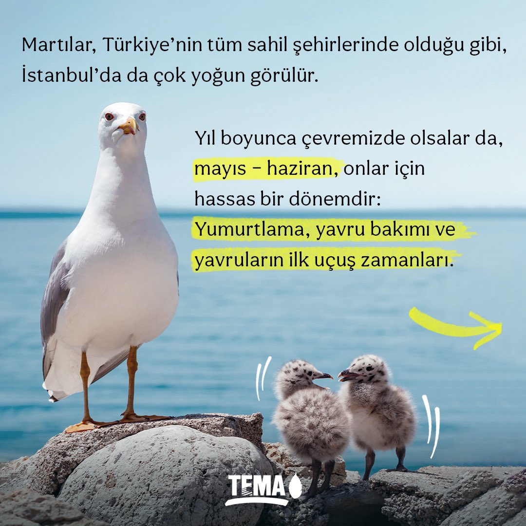 Martılar, Türkiye’nin tüm sahil şehirlerinde olduğu gibi İstanbul’da da çok yoğun görülür 🕊️

🪺 Mayıs ve haziran onlar için yumurtlama, yavru bakımı ve ilk uçuş zamanlarıdır. Ancak çeşitli sebeplerle yuvadan erken düşen yavrular olabilir.

Peki, böyle bir yavruyla karşılaşırsak