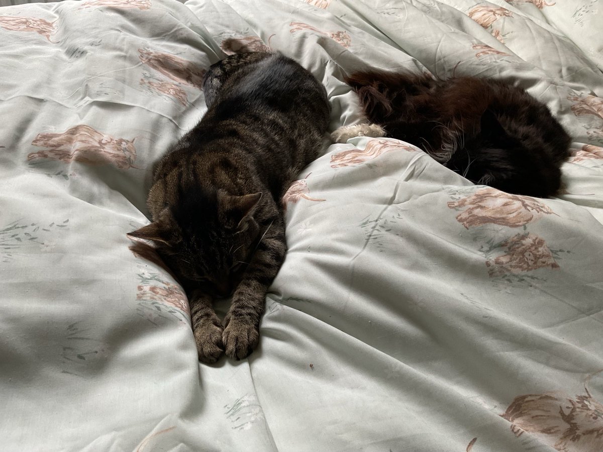 Happy #Caturday from Olly and Toby