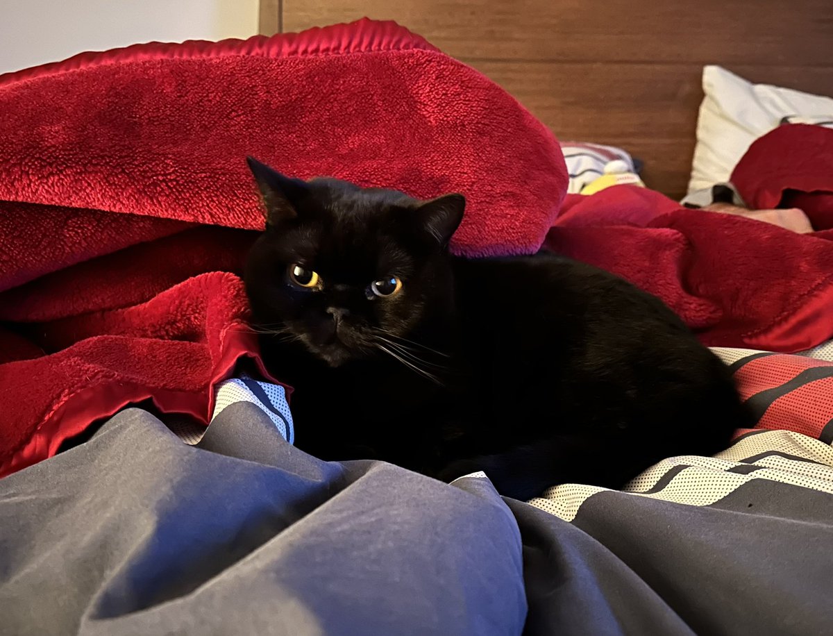 Is cold here so me and Atwood cuddled together on the bed 💕💕💜💜
#Caturday