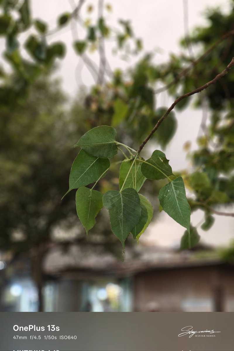 Sudhanshu1414's tweet image. I’ve been testing out the upcoming OnePlus 13s for the past couple of days. 

Sharing some pictures captured with the #OnePlus13s. Let me know what you think of them :)
#ShotOnOnePlus