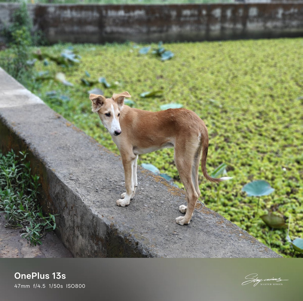 Sudhanshu1414's tweet image. I’ve been testing out the upcoming OnePlus 13s for the past couple of days. 

Sharing some pictures captured with the #OnePlus13s. Let me know what you think of them :)
#ShotOnOnePlus