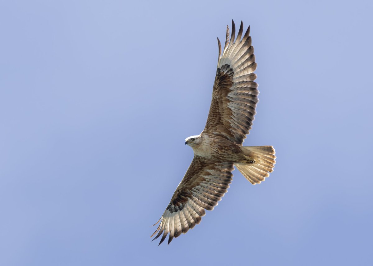 _TCartz's tweet image. Whilst exploring the area of Faneromeni on the western side of the island, this Long-legged Buzzard soared over our heads before flying out to sea. One of five individuals we saw on our trip.
macaulaylibrary.org/asset/636237887