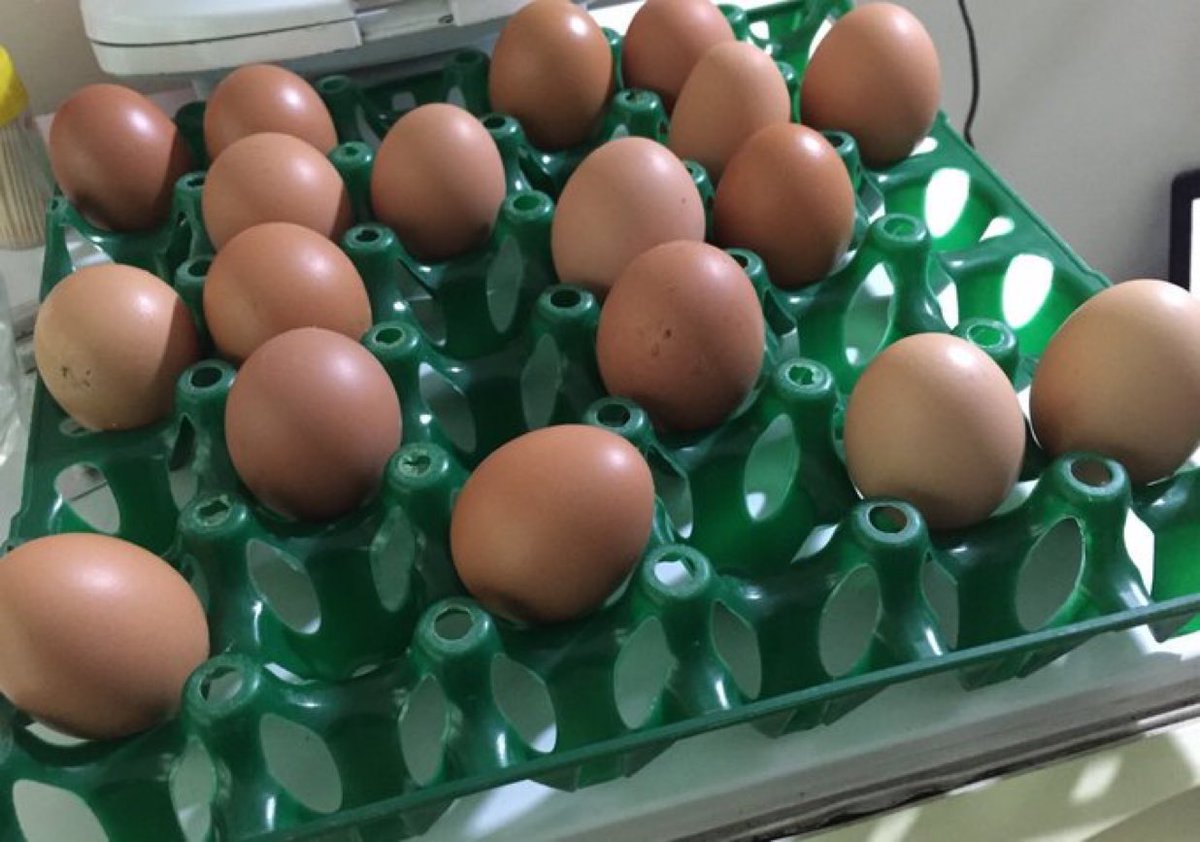 I surprise the eggs they don't know who is next 😂😂