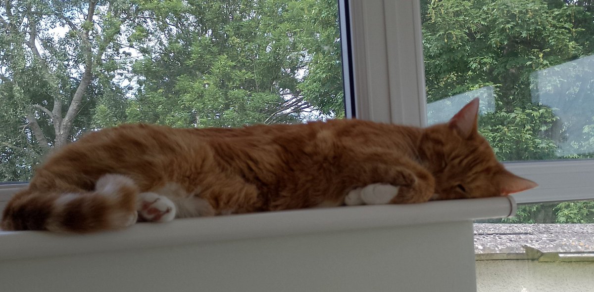 Welcome to Saturday #Caturday