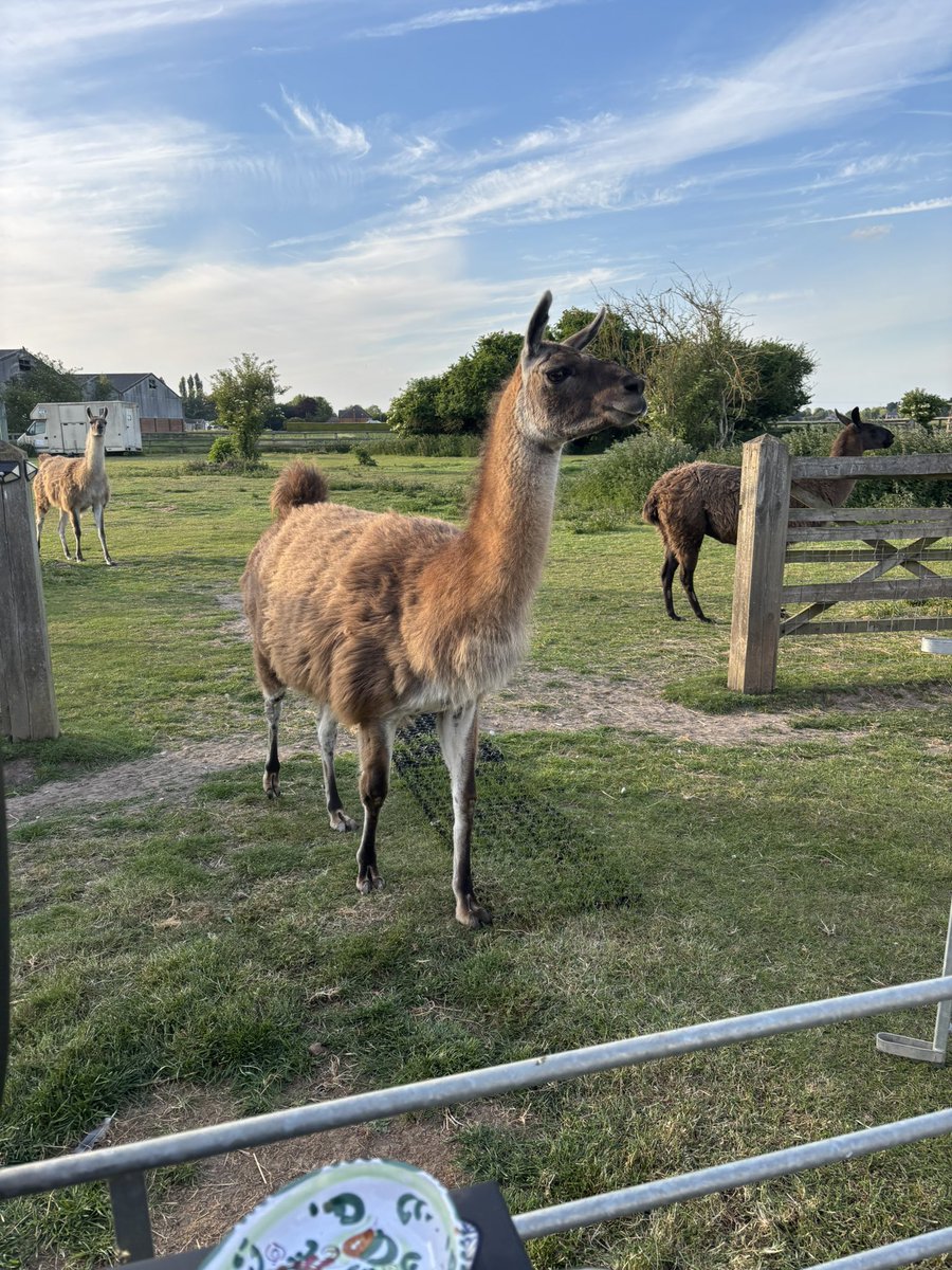 fascinatingfood's tweet image. Pudding was raspberries and peaches with orange and almond, honey, dark chocolate and clotted cream
#ferryprojectcookeryschool 
#cookeryschool
#glamping
#llama 
#outdoorcooking

Need a private chef, all to help support the homeless of Fenland
Alison.crouch@ferryproject.org.uk