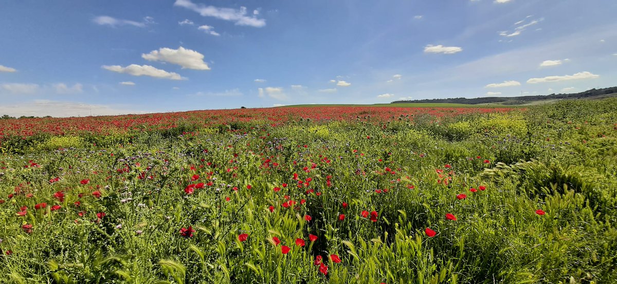 ¡¡Información Importante!
-La salida tendrá lugar a las 10:00 h desde la Plaza de España en Arroyo de la Encomienda (Valladolid)
-Recogida de dorsales desde las 9:00 h hasta las 9:45 h en la Plaza de España (recordamos acudir con DNI)
- Recuerda llevar una botella reutilizable