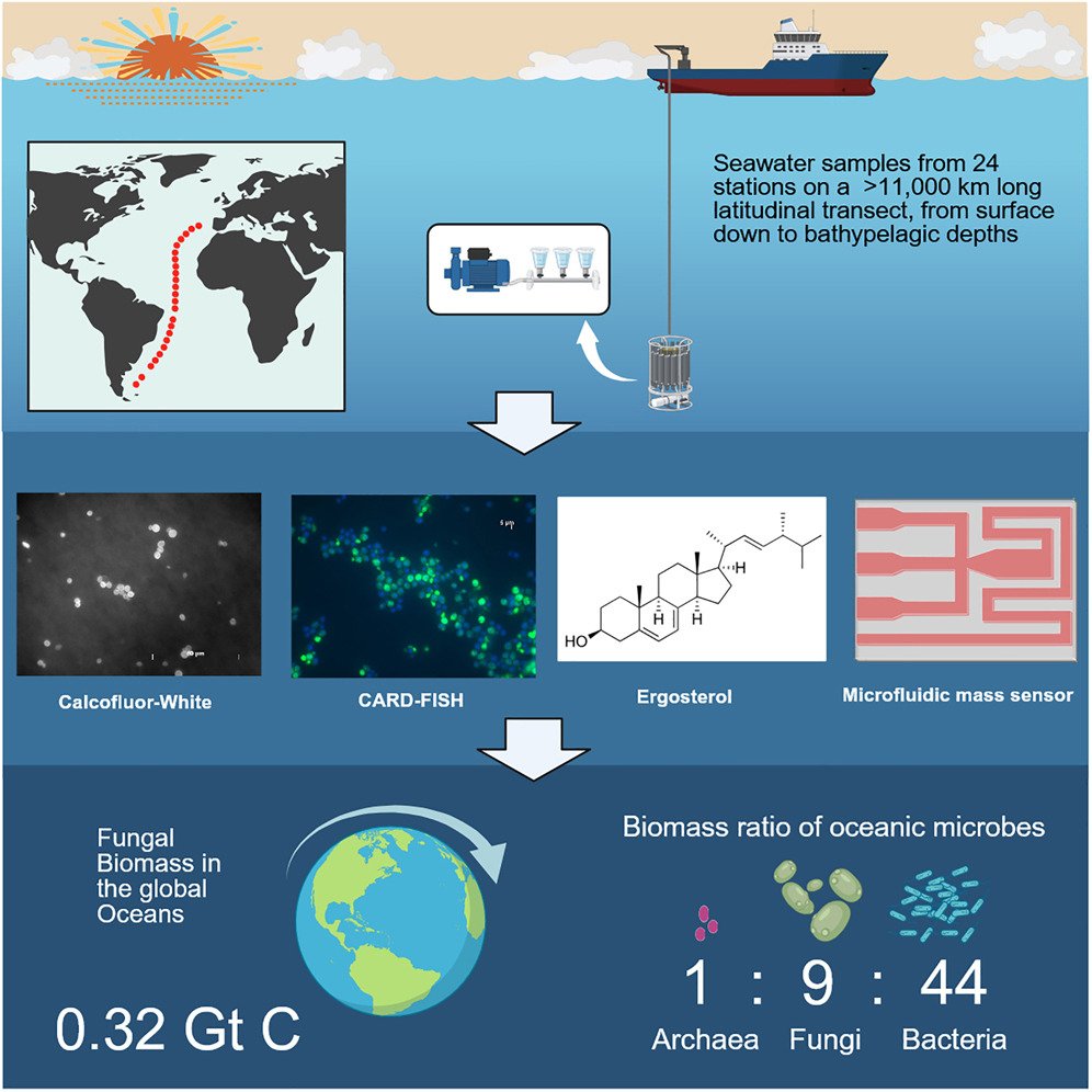 The contribution of pelagic fungi to ocean biomass.

Study finds fungi biomass exceeds archaea but is less than bacteria, highlighting their role in marine carbon cycles &amp; the need for inclusion in biogeochemical models.

cell.com/cell/fulltext/…