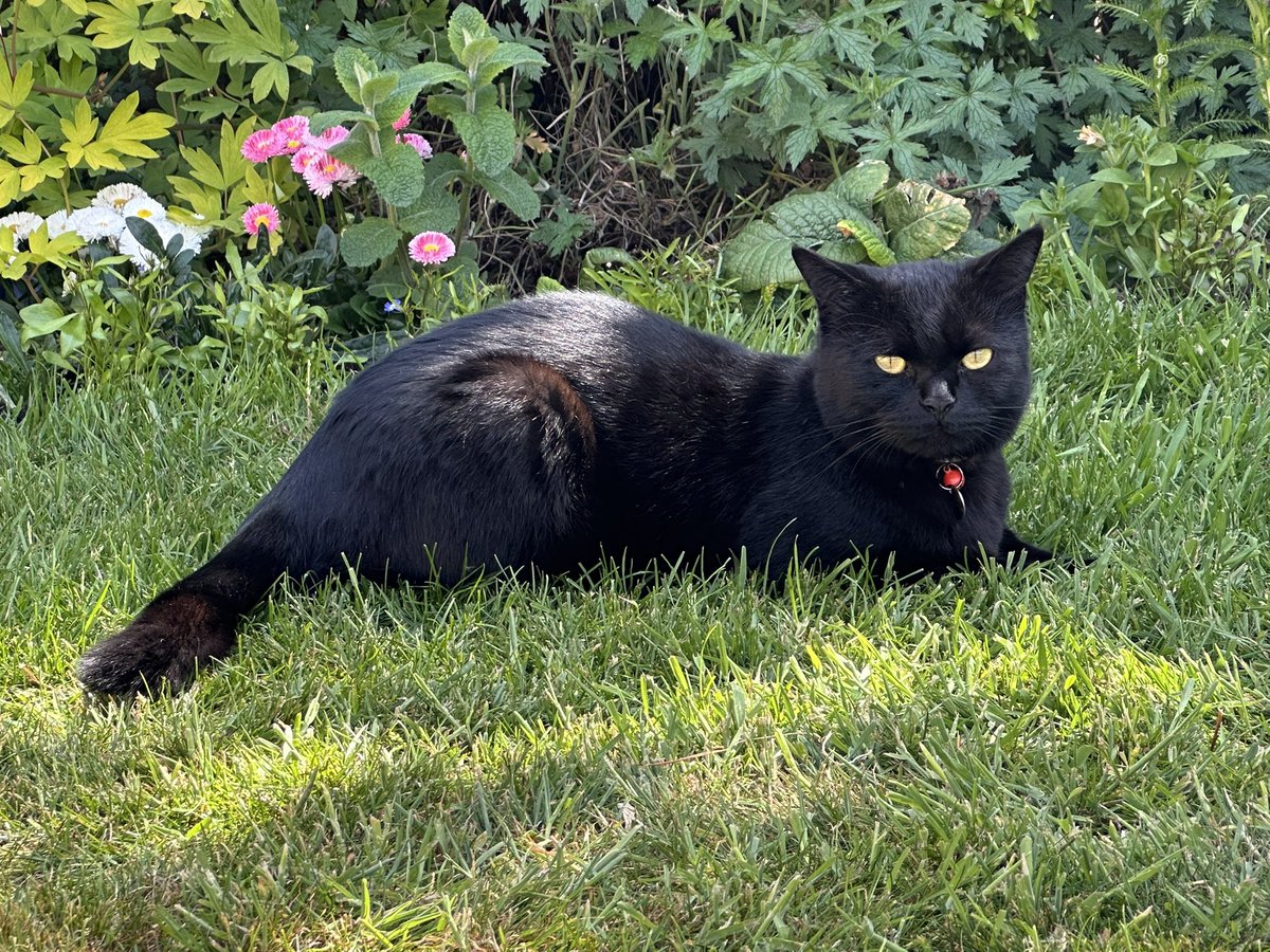 🐈: (in the voice of Sir David Attenborough) “And here we have the catnificent panfur Milo in his natural habitat catching some rays.  Soon he will be shredding the wallpaper to wind up the lesser spotted Buckie swilling bald 👨‍🦲 one”. 😹😹 #CatsOfX