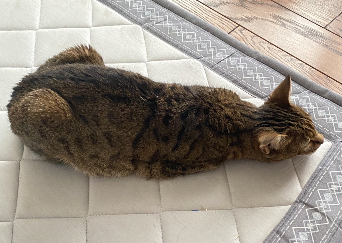 ちょっと伸びてる猫可愛い
