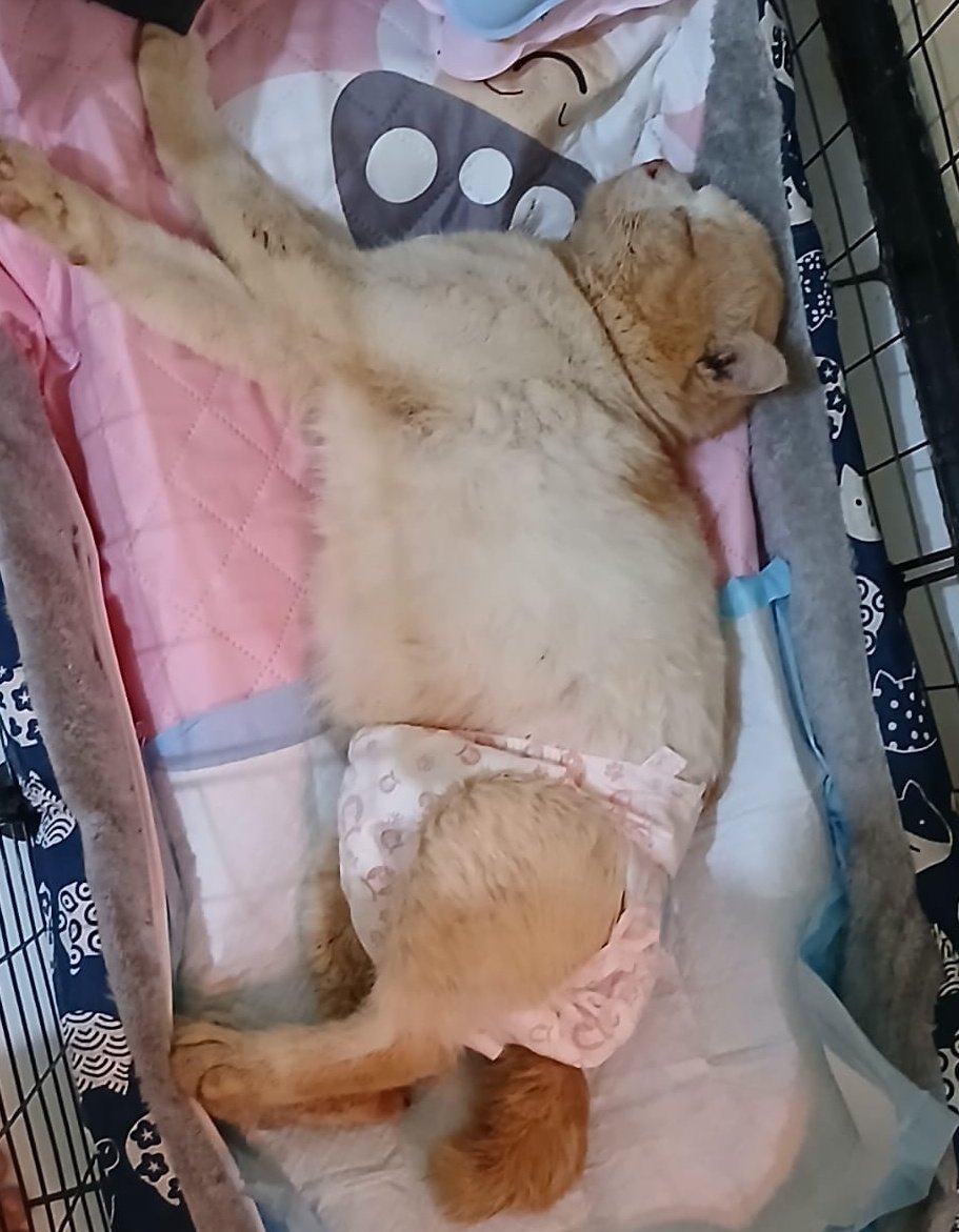 panggil aja ucok tweet media