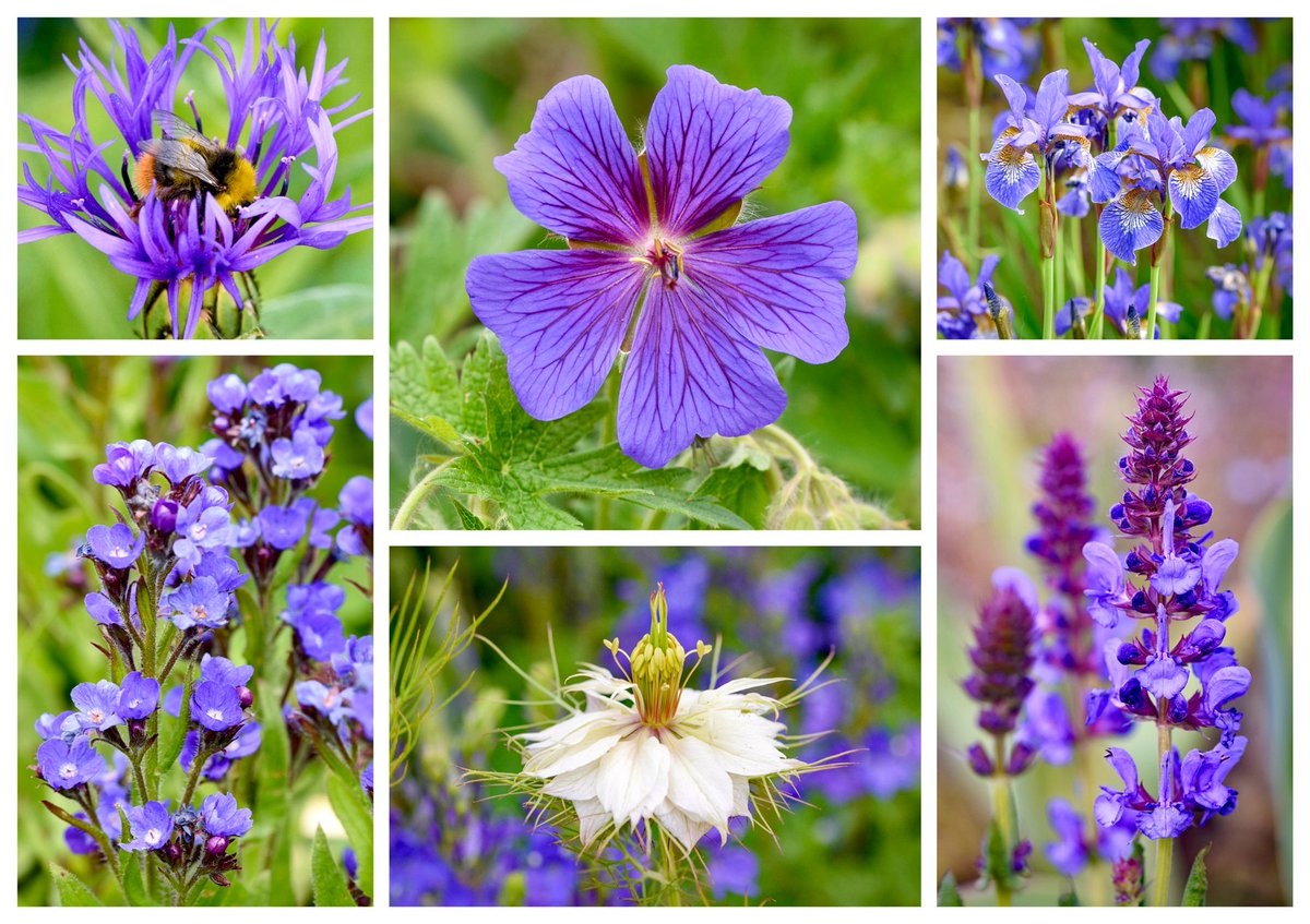 Purple blooms to wish you all a wonderful #BankHoliday weekend: Centaurea montana and a busy bumblebee, perennial Geranium, Iris sibirica, Anchusa azurea, white Nigella and Salvia. #SixOnSaturday #gardening