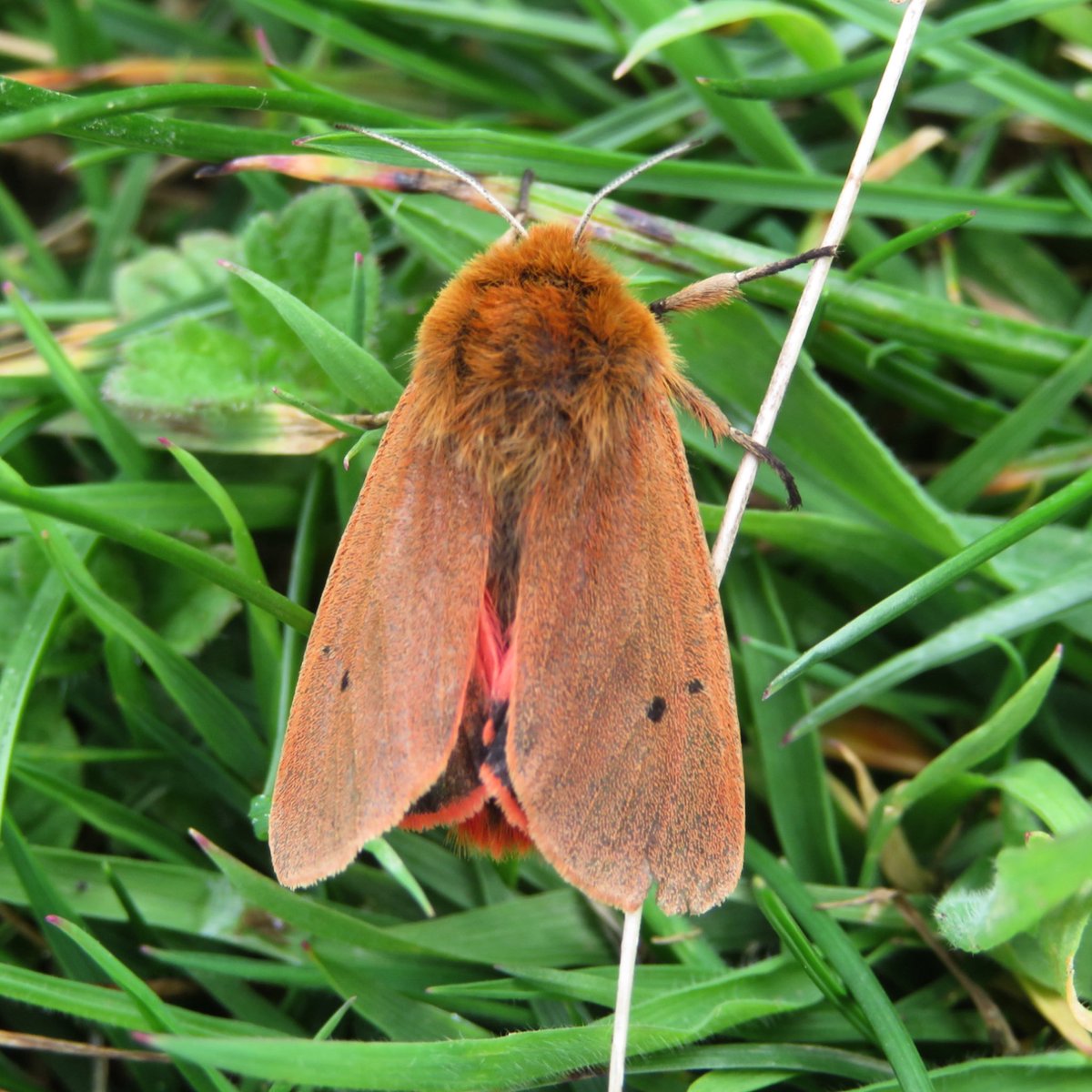 LittleEcologist's tweet photo. Glad I was looking down at this moment whilst along the coast path as came across this beauty; a ruby tiger moth ๐คฉ. Moved it out of harms way so it didnโt get trodden on.
#invertebrates #moth #rubytiger #nature #coastalwalking #cornwall #cornishcoast #cornishcoastline https://t.co/JXVF1gFbQZ