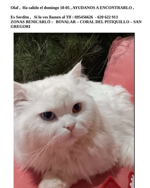 🆘OLAF PERDIDO🆘
Olaf es este gatito y se perdió el domingo 18/05/25 por zona Bovalar - Coral del Pitiquillo - San Gregori, en Benicarló 📍
Es sordo❗
Contacto 695456626 o 620622913📱