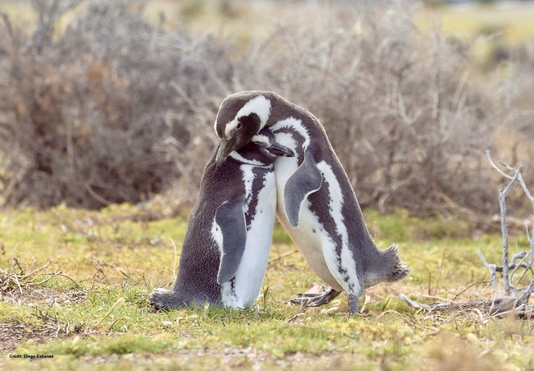 DrTOMontgomery's tweet photo. #Penguins 

You may remember the Punta Tombo penguin massacre, when a rancher drove heavy machinery over a penguin colony, killing 240 Magellanic penguins &amp; nests.

He's been fighting his conviction, but the court of appeal has now upheld it, so justice finally has been done.
🧵 https://t.co/a9LlkieQq7