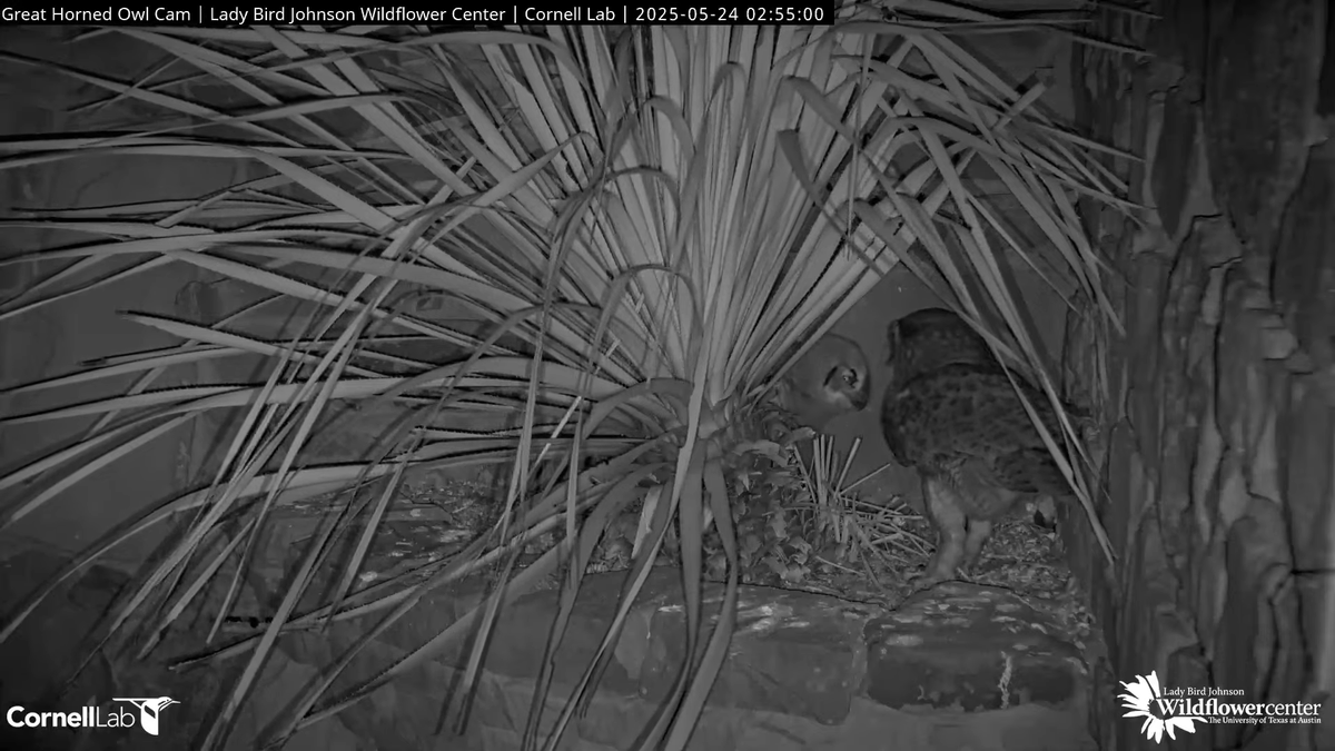 01:37 and 02:55, 5/24  Two prey drops for the owelt .... still with us in the nest