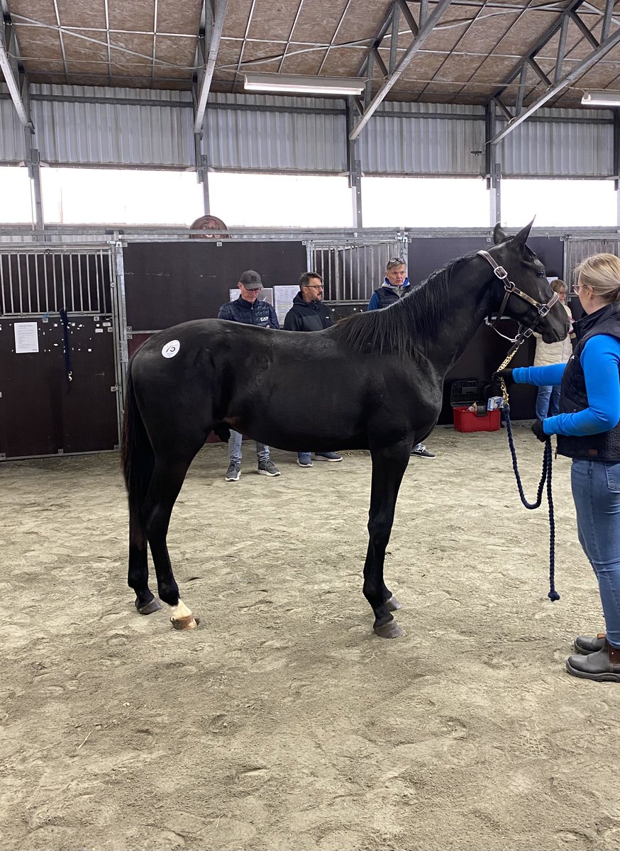 Kul med bra siffror på Elitauktionen! För vår del blev Zacharias Wibb dyrast med 525.000kr ⭐️

Dante Wibb (Nuncio - Violet Bi) ropade vi tillbaka och han är till salu. 

Stort tack till köpare, intressenter och Stall Conrads!