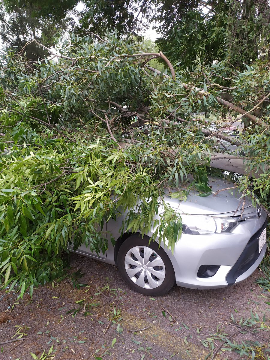 Beatrizcuevas's tweet photo. Ayer cayó sobre este vehículo pesada rama de árbol en el estacionamiento del @ESIMEZ_OFICIAL, el seguro del @IPN_MX no cubre desastres naturales @nmas @AztecaNoticias @ImagenTVMex @lopezdoriga @MVSNoticias @reformaciudad @El_Universal_Mx @telediario @lasillarota @elsolde_mexico https://t.co/Rrn4RWWv7v