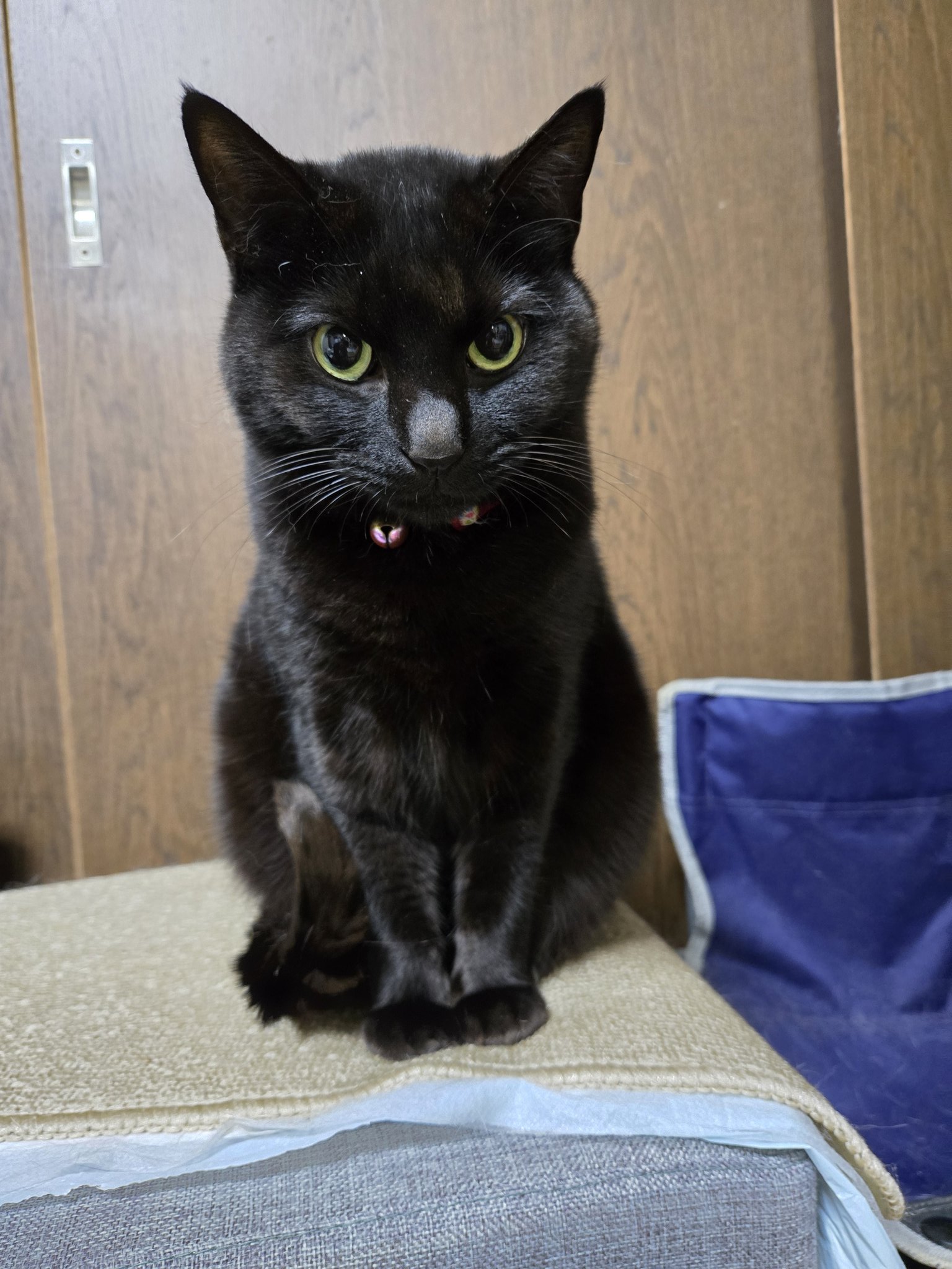 i-img806x1200-