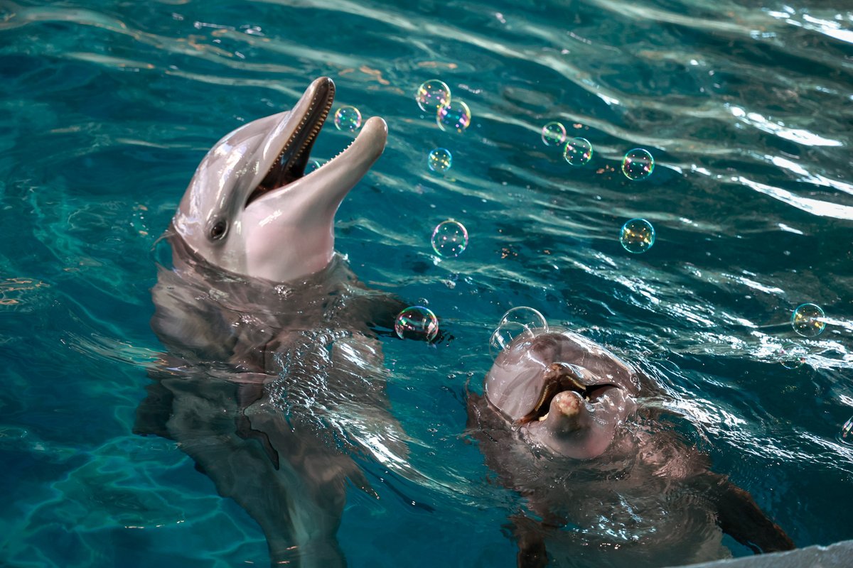 🫧🐬 Pop quiz! Which two resident dolphins seem to be enjoying some bubble enrichment? See more dolphins playing when you visit Clearwater Marine Aquarium this weekend!