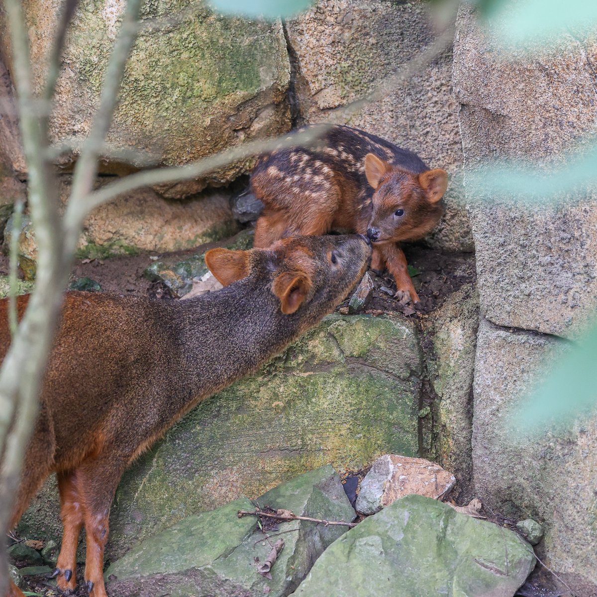 Our southern pudu fawn officially has a name! Say hello to Benicio (or Beni for short)! 👋 💛

Pudus are the smallest deer species in the world. As this little guy grows to an impressive foot and a half tall, those white spots on his fur will fade away.