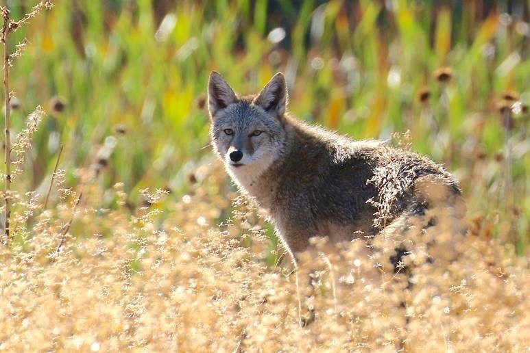 City of Westminster (@westminsterco) on Twitter photo 🐾 Springtime brings more wildlife activity to open spaces and trails. During this season, coyotes are more active in Westminster as they protect and care for pups born in April and May. Learn more with this guide from <a href="/COParksWildlife/">Colorado Parks and Wildlife</a>: cpw.state.co.us/living-coyotes 🐾 Springtime brings more wildlife activity to open spaces and trails. During this season, coyotes are more active in Westminster as they protect and care for pups born in April and May. Learn more with this guide from <a href="/COParksWildlife/">Colorado Parks and Wildlife</a>: cpw.state.co.us/living-coyotes