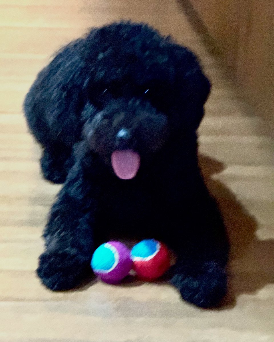 Caught the biggest hoarder of balls!!! Lil #Capo 🥰🥰😀😀@poodlelove #Minipoodle