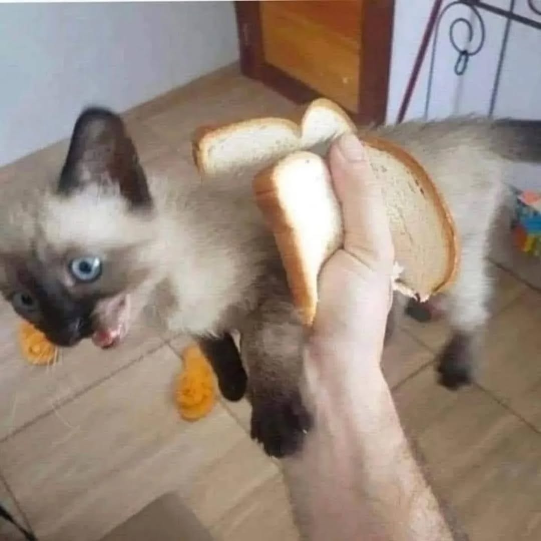 cats with powerful impression 🐾 tweet media