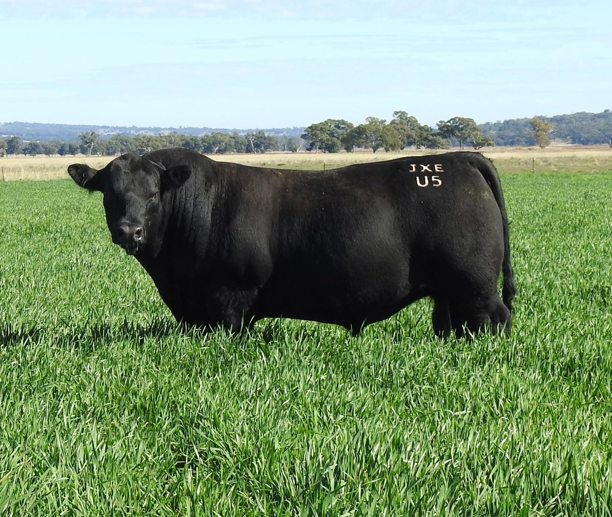 baranapastoral's tweet image. 🖤 Black beauties available at our 25th Annual OnFarm Bull Sale July 4 COOLAH NSW &amp;amp; livestreamed via @AuctionsPlus Resident stud Angus sire Pentire Rome.
#AngusBeef