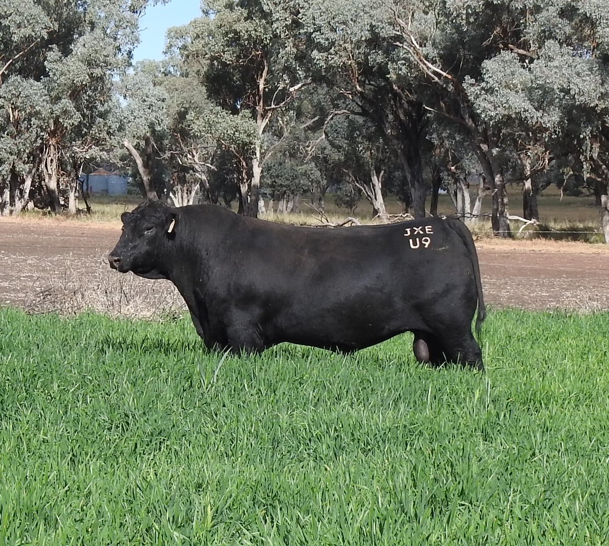 baranapastoral's tweet image. 🖤 Black beauties available at our 25th Annual OnFarm Bull Sale July 4 COOLAH NSW &amp;amp; livestreamed via @AuctionsPlus Resident stud Angus sire Pentire Rome.
#AngusBeef