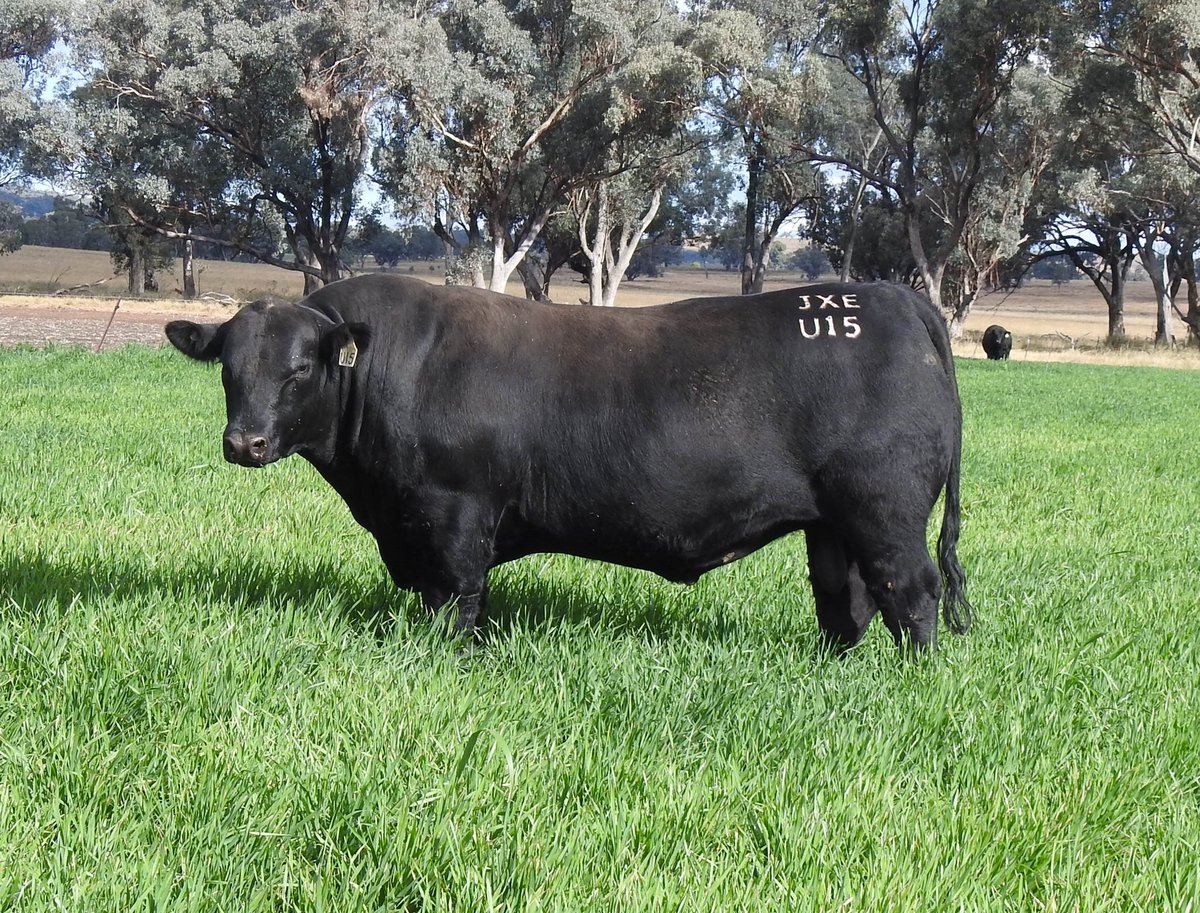 baranapastoral's tweet image. 🖤 Black beauties available at our 25th Annual OnFarm Bull Sale July 4 COOLAH NSW &amp;amp; livestreamed via @AuctionsPlus Resident stud Angus sire Pentire Rome.
#AngusBeef