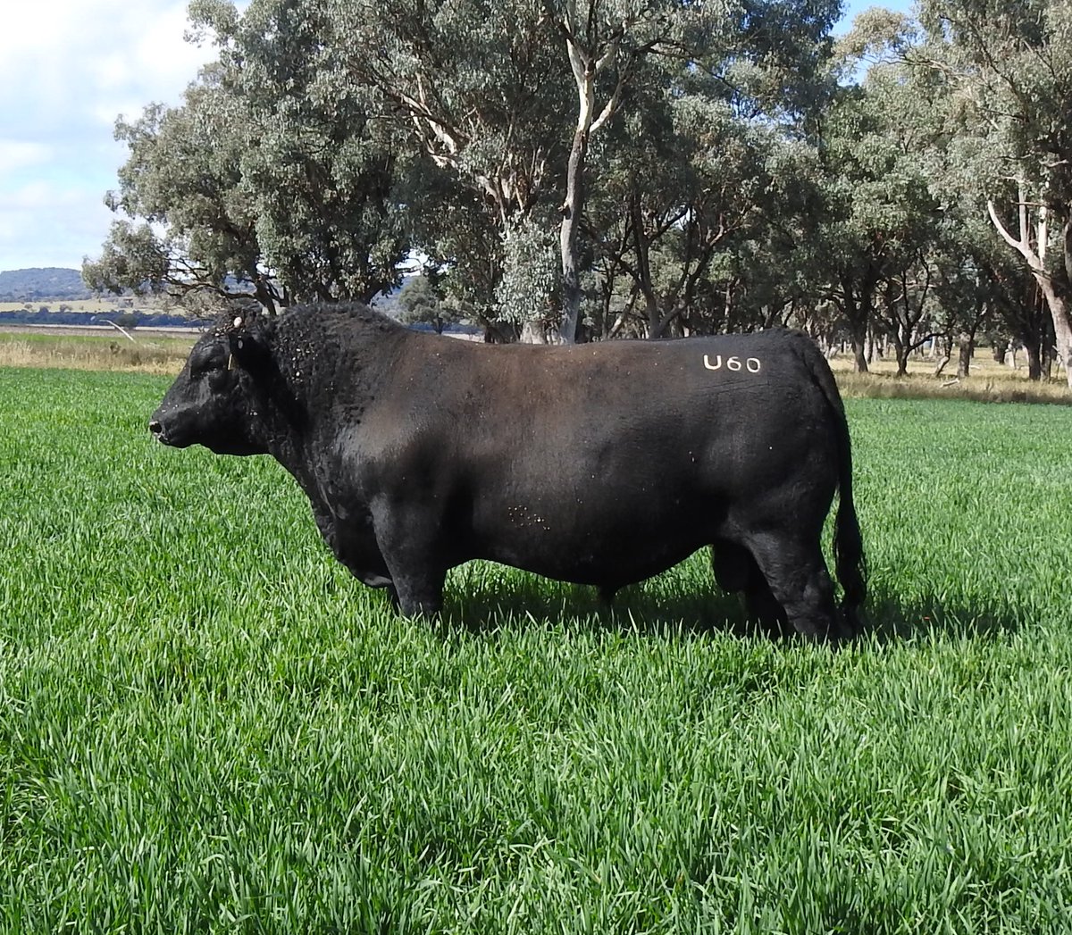baranapastoral's tweet image. 🖤 Black beauties available at our 25th Annual OnFarm Bull Sale July 4 COOLAH NSW &amp;amp; livestreamed via @AuctionsPlus Resident stud Angus sire Pentire Rome.
#AngusBeef
