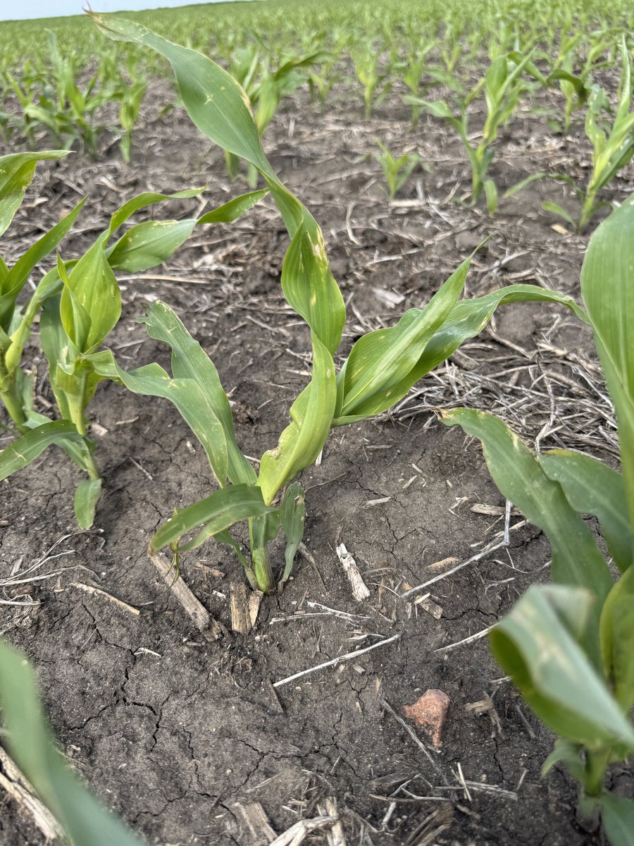 🚨 Iowa farmers and agronomists - are we all noticing corn that is trying to limbo after the blasting winds and persistent cool weather recently? Scouting to prep for POST. #ISUCrops