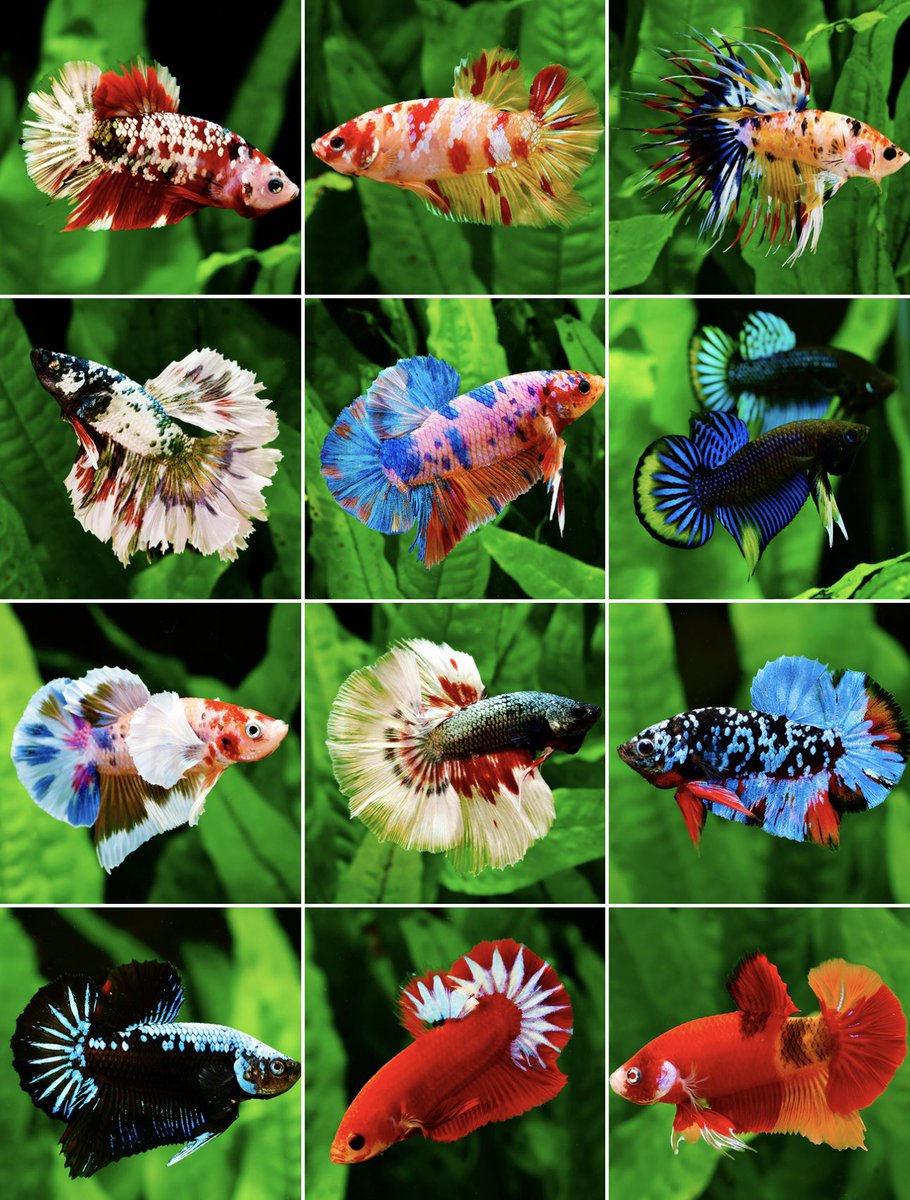 【ベレンイベント情報】
明日の日曜日は、浅草で開催されるアクバスに出店させて頂きます‼️
タイより直輸入した300匹以上のハイクオリティのセレクトベタ祭りを開催します‼️