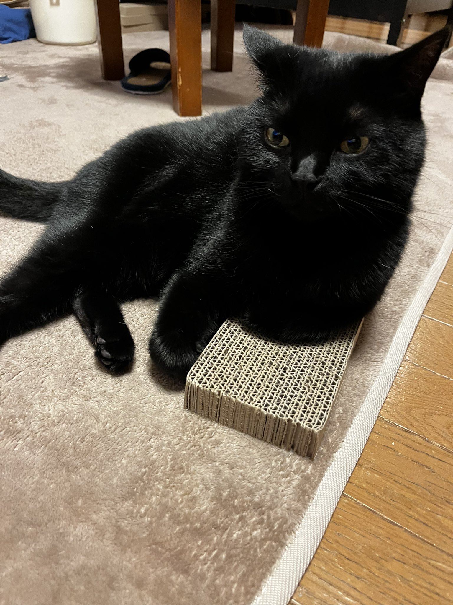 完璧すぎるが故三度も くろねこ鍾馗 on X:  その他