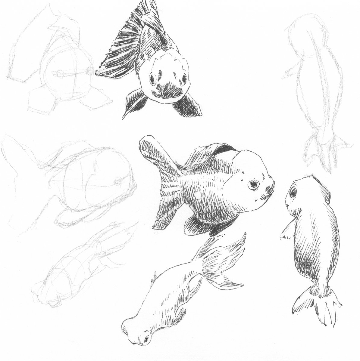 JeromeCorsi's tweet photo. Study of Shapes and forms I - Marine world
In search to better understand how to better represent volume, I'm starting a study series on various subjects from simple to complex to better learn how to represent it.
#illustration #drawingink #sketchbook #sketchbookdrawing #inkdrawing #drawing #pencildrawing #inksketch #draweveryday #sketchaday #sketchdaily #inkandpaper #draw