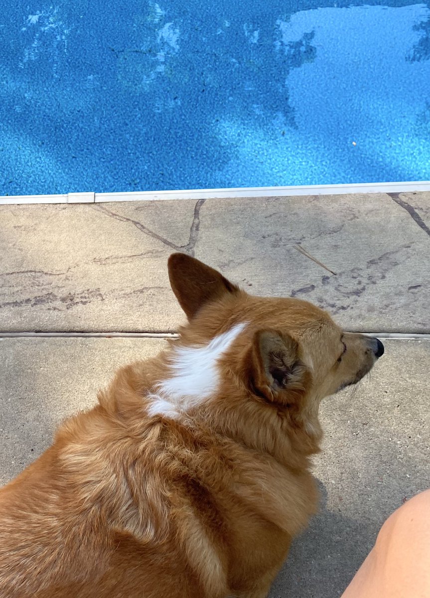 Snoopy, the Corgi πΊπ¦πΊπ¦ (@corgisnoopy) on Twitter photo Getting ready for a pool party! Fire up the jet <a href="/TacoCat2012/">TacoTheCat</a> and pick up <a href="/Rockyscrazylife/">Rocky the Corgi</a> and <a href="/RiotDogChicago/">Riot and Ralphβs Room</a>! All #corgicrew card-carrying members are welcome! Getting ready for a pool party! Fire up the jet <a href="/TacoCat2012/">TacoTheCat</a> and pick up <a href="/Rockyscrazylife/">Rocky the Corgi</a> and <a href="/RiotDogChicago/">Riot and Ralphβs Room</a>! All #corgicrew card-carrying members are welcome!