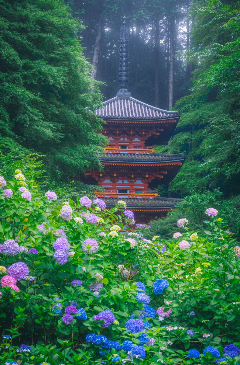 紫陽花輝く雨霧の岩船寺。