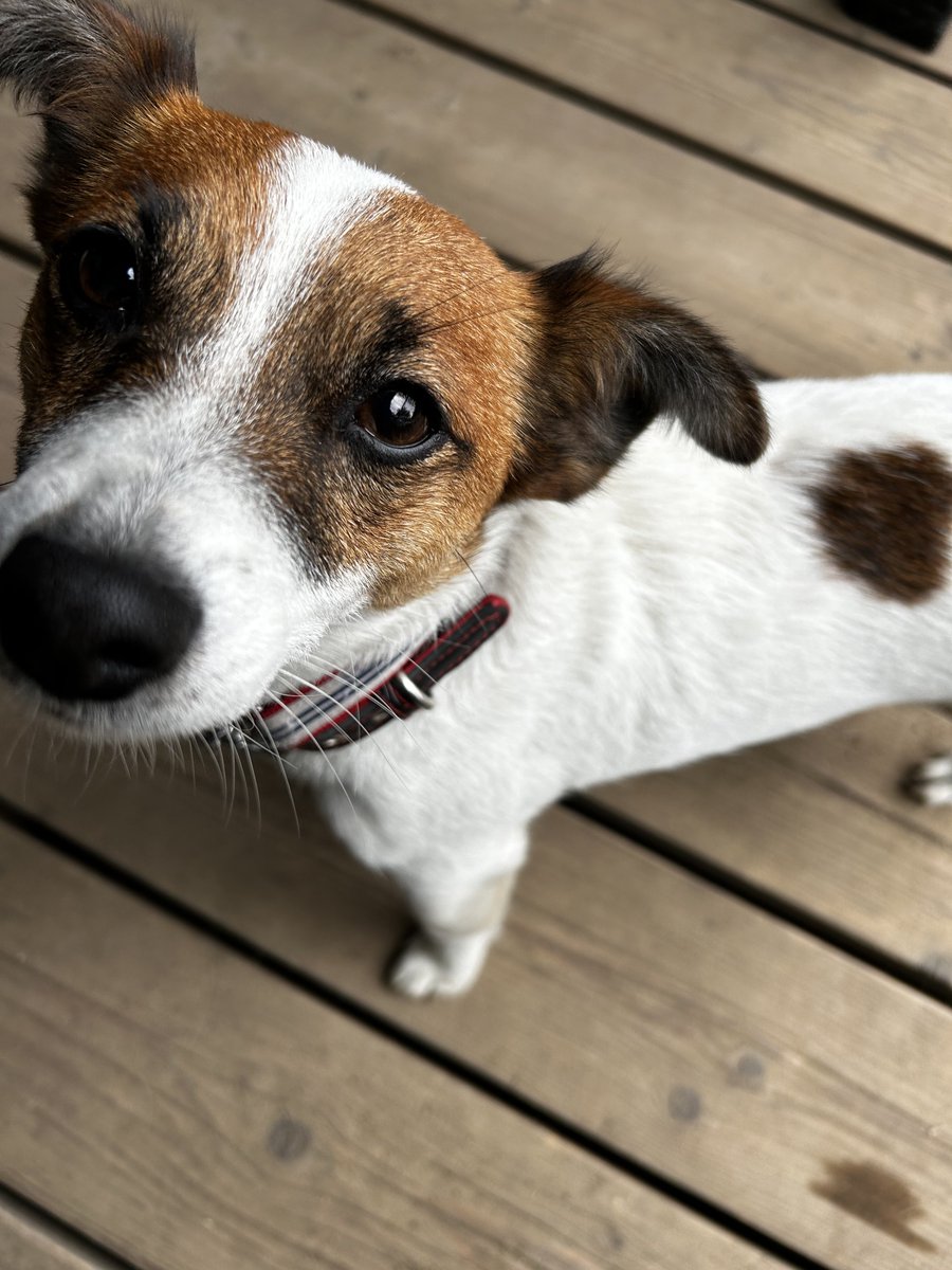 nhs0801's tweet photo. こんにちは🥰
byジャックラッセルテリアのジュニアちゃん🐶💕

#犬好きさんと繋がりたい
#ジャックラッセル好きさんと繋がりたい https://t.co/F0BslvSbjl