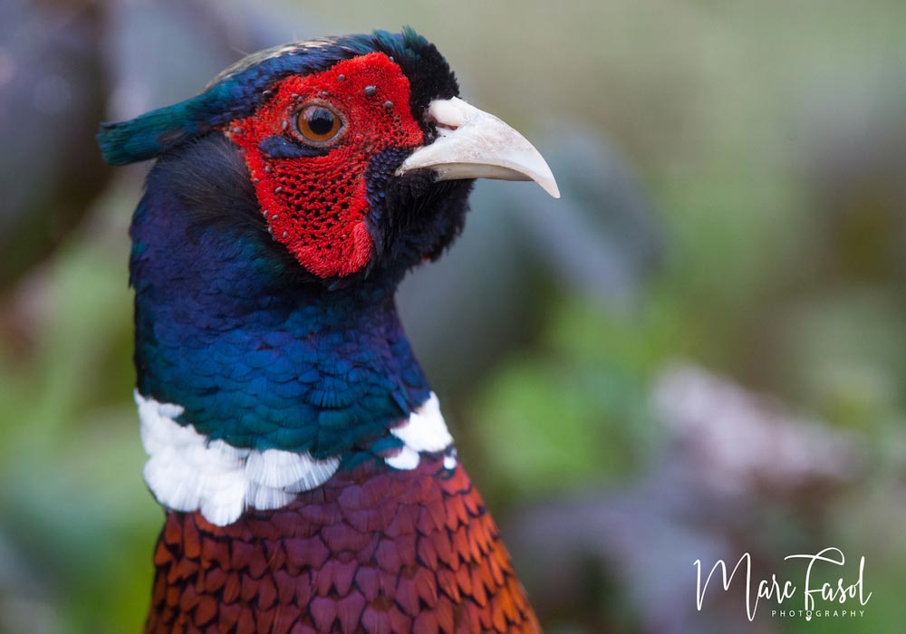 Ornithomedia (@ornithomedia) on Twitter photo Les lâchers de Faisans de Colchide contribueraient à la propagation des bactéries responsables de la maladie de Lyme 📷 Cliquez sur ce lien pour en savoir plus : ornithomedia.com/breves/les-lac… #oiseaux #birds #ornithologie #ornithomedia #ornithology <a href="/francelyme/">Association France Lyme</a> Les lâchers de Faisans de Colchide contribueraient à la propagation des bactéries responsables de la maladie de Lyme 📷 Cliquez sur ce lien pour en savoir plus : ornithomedia.com/breves/les-lac… #oiseaux #birds #ornithologie #ornithomedia #ornithology <a href="/francelyme/">Association France Lyme</a>