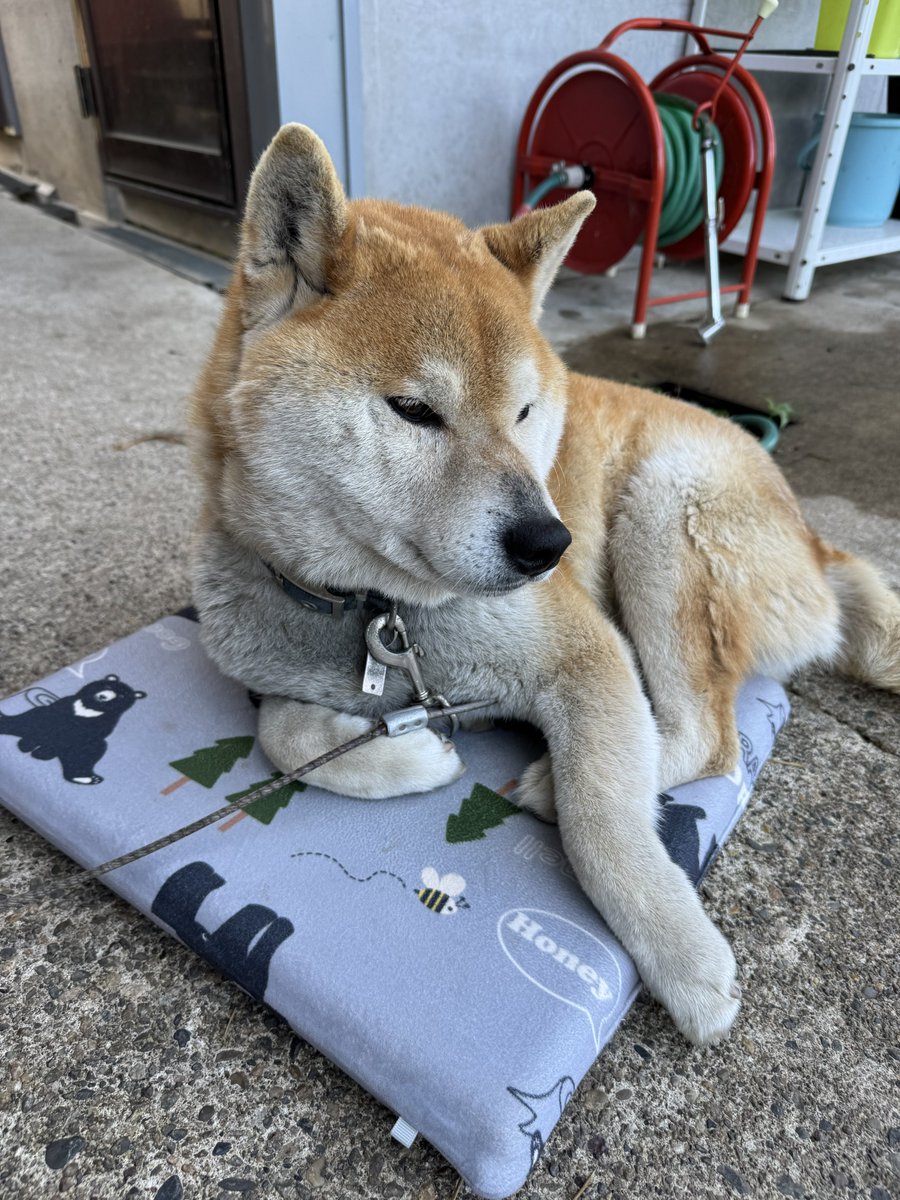 【希少・完売品】Nokey boyz クッション ラグマット popyours 希少・完売品】Nokey boyz クッション ラグマット popyours 希少