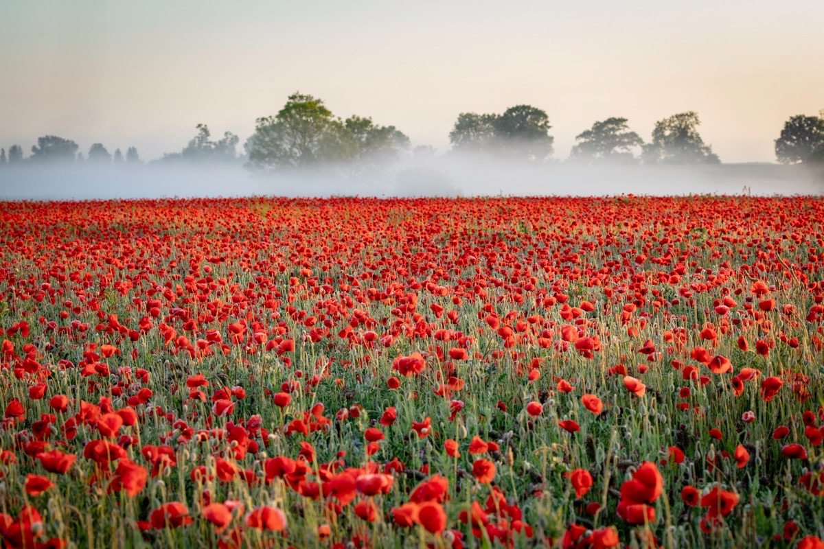 Damien Walmsley (@dammo) on Twitter photo My blog on the poppies at Witherley near Atherstone
<a href="/Jacksweatherch1/">Jack March Photography📸</a> <a href="/bbcmtd/">BBC Midlands</a> <a href="/VisitEngland/">VisitEngland</a> #poppies
damienwalmsley.com/poppies-in-the… My blog on the poppies at Witherley near Atherstone
<a href="/Jacksweatherch1/">Jack March Photography📸</a> <a href="/bbcmtd/">BBC Midlands</a> <a href="/VisitEngland/">VisitEngland</a> #poppies
damienwalmsley.com/poppies-in-the…