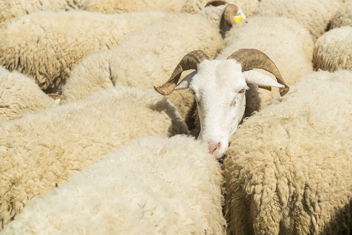 Parc Natural de l'Alt Pirineu tweet media