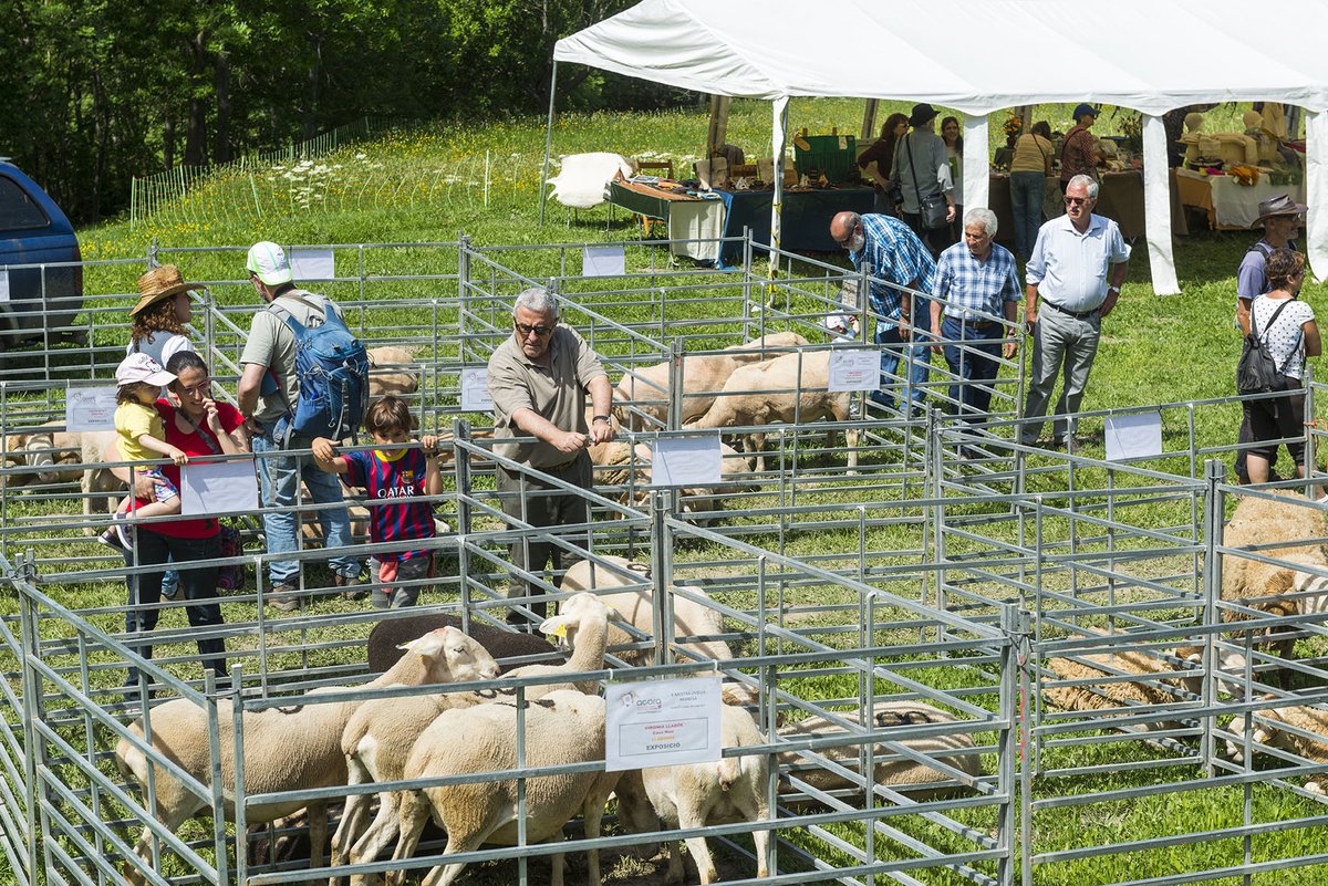 Parc Natural de l'Alt Pirineu tweet media