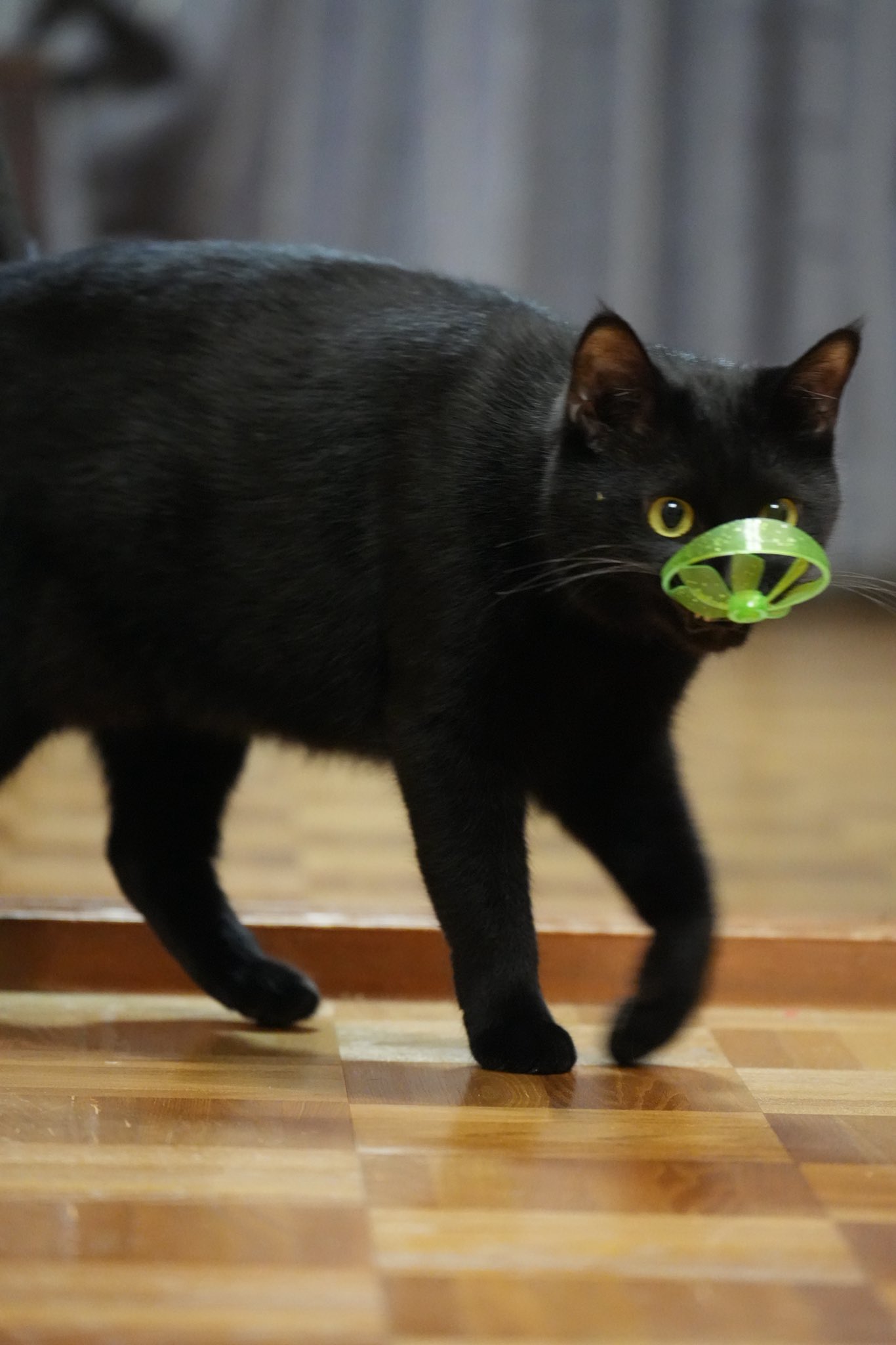 黒猫つくねちゃん太しっぽ on X: 