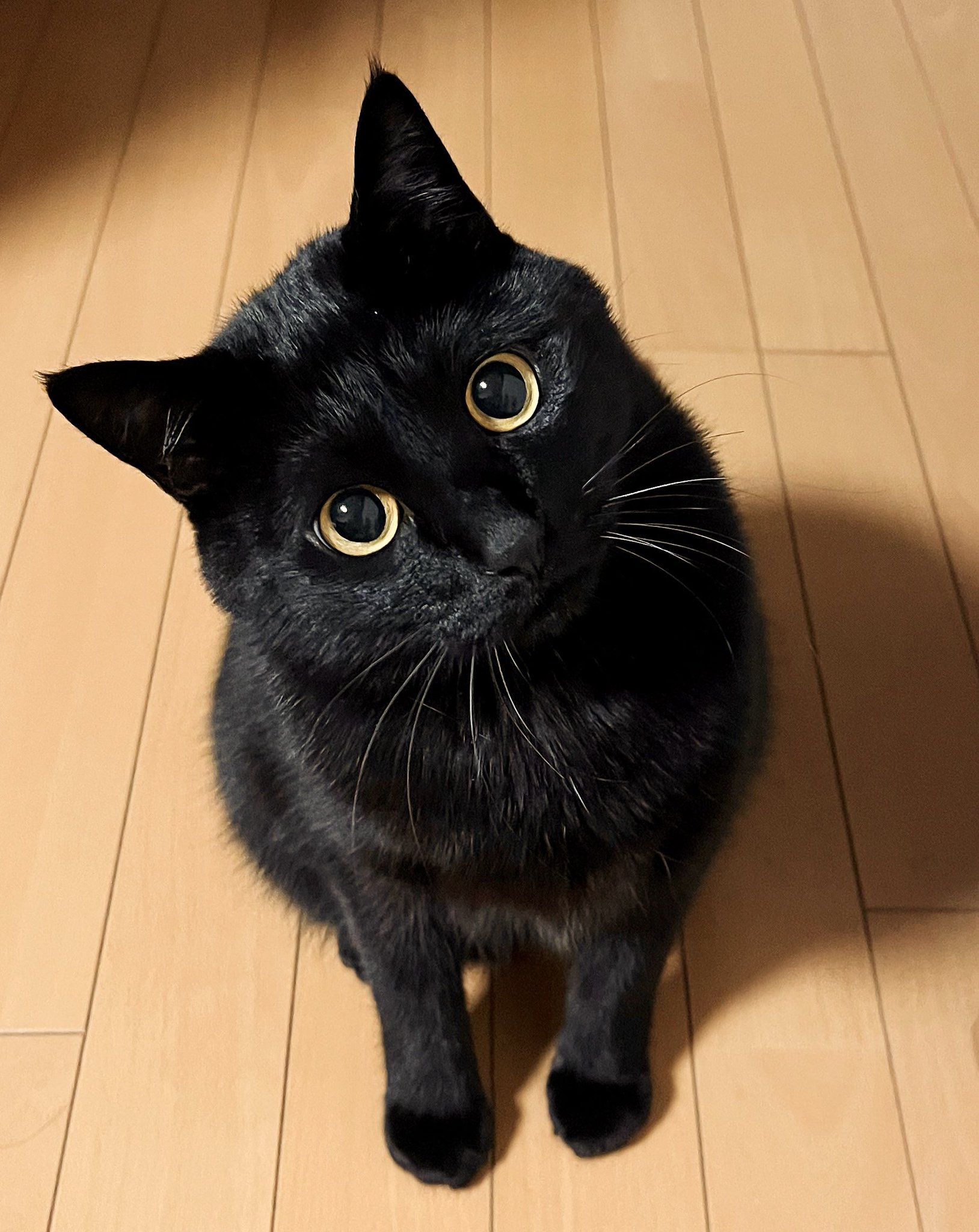 黒猫3 Gu7G0Gzb0AM7WmE.jpg