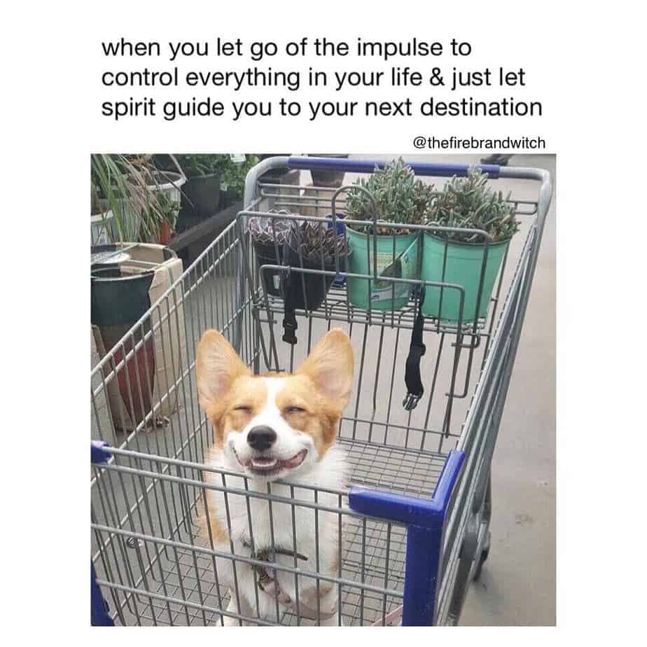 JosephineK1761's tweet image. when you let go of the impulse to control everything in your life &amp;amp; just let spirit guide you to your next destination
#CorgiPride #CorgiClub #Corgis #CorgiAdventures #CorgiFun #PrincessWelshCorgi