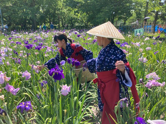 花摘みっこ体験開催／ 現在、ハナショウブが4〜5割咲いてきている