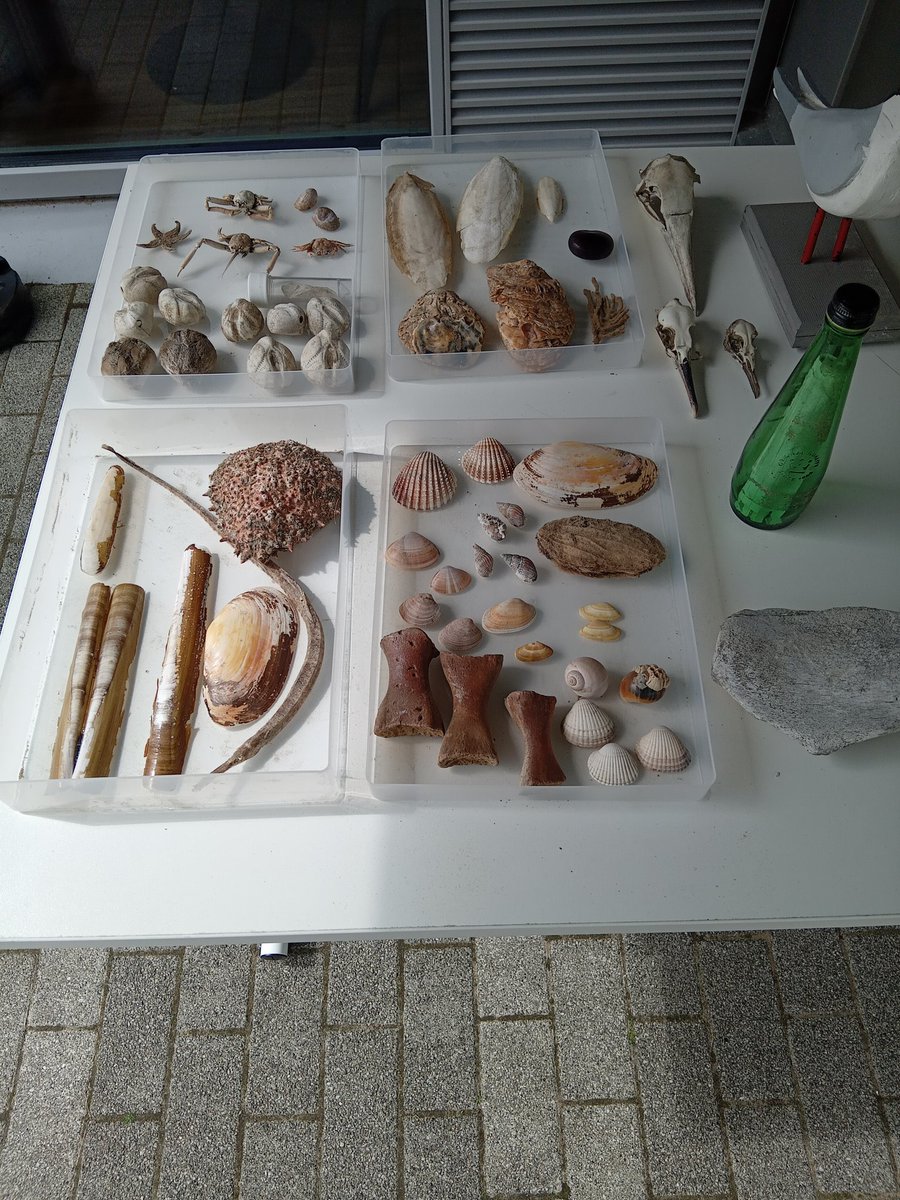 Bore da pawb.
At CABAN  Pendine today for their Family Fun Day Caban Traeth Pentywyn - Caban Pendine Sands 
#conservation #engagement