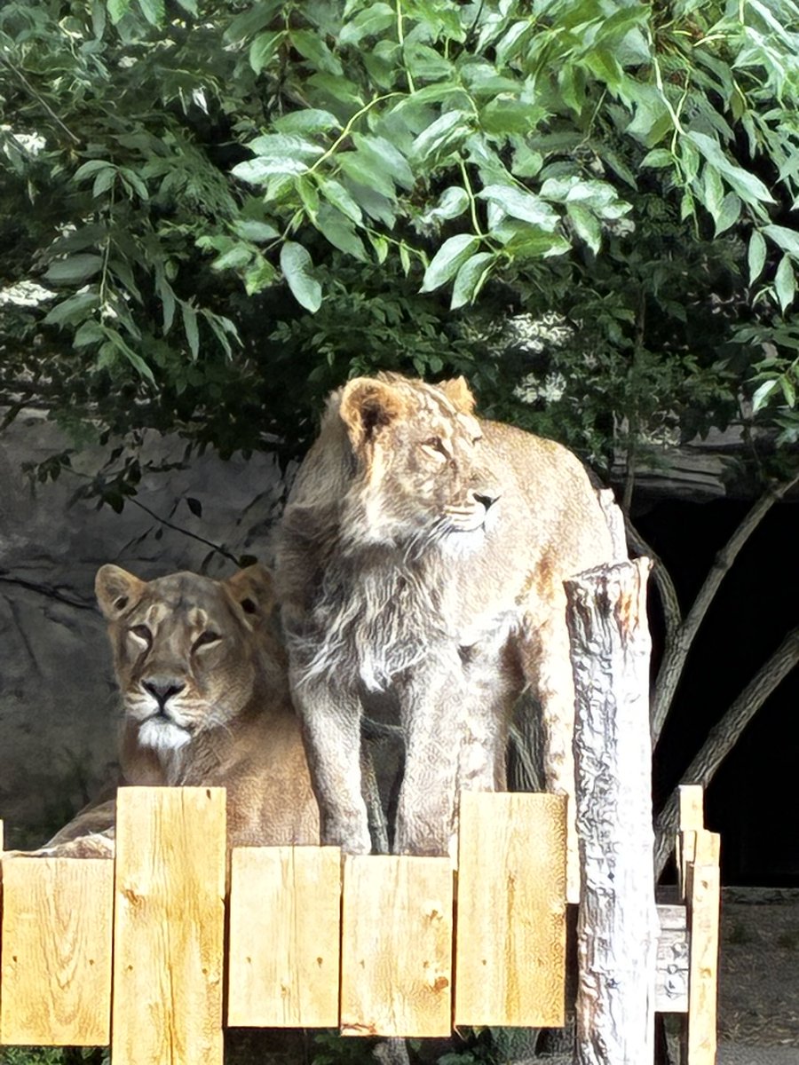 GM LEGENDS 🙌🏻

I hope yall been winning and taking them profits 💰

Roar like a lion, live like a legend. With a heart full of courage and a spirit that never backs down, 
fierce, bold, and unstoppable. 🦁 #BeALion #UnleashYourStrength"