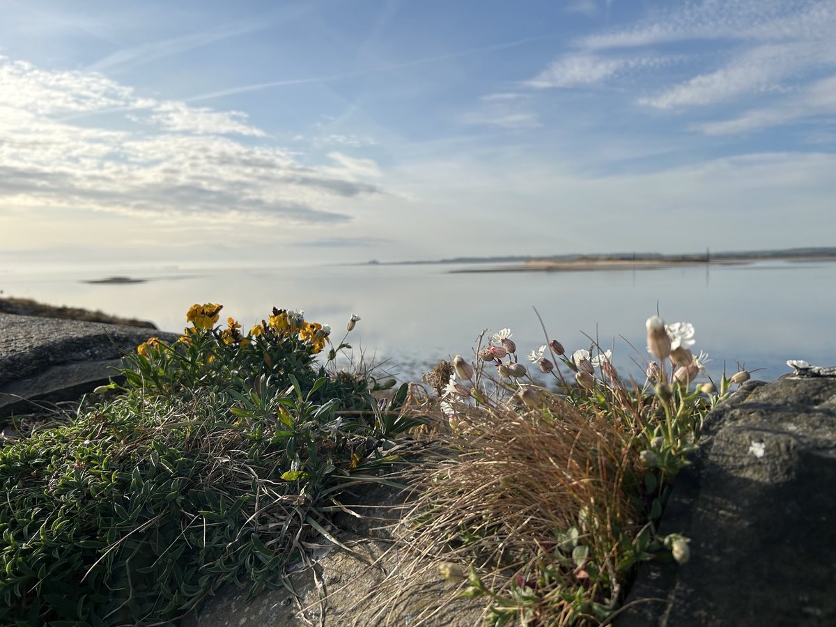 CarlCape's tweet image. G’day folks, it’s the short show today at 11 with Tom P fresh back from Chelsea Flower Show, @TomCadwallender listening to songbirds, and Steve Lowe returns for more tales from Cresswell 😎 on lionheartradio.com